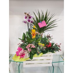 CAJA DE PLANTAS VARIADAS